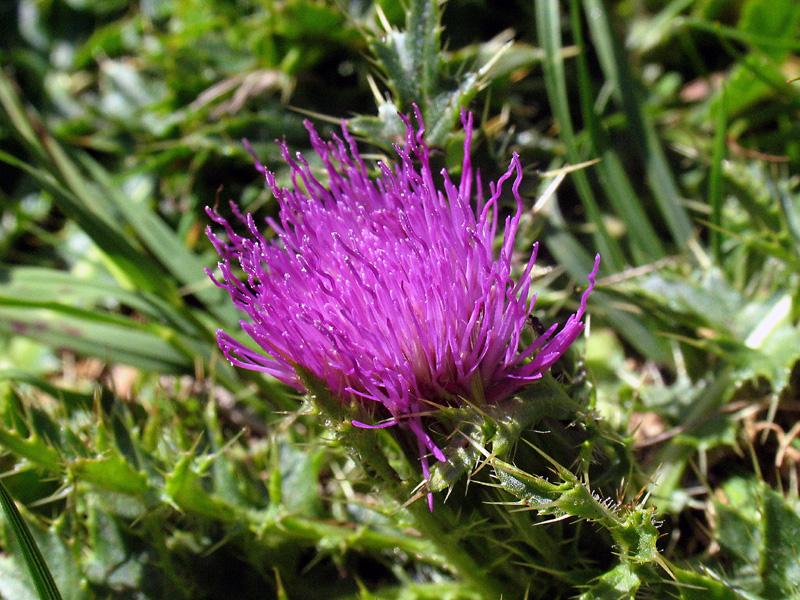 Cirsium acaulon (=acaule)  / Cardo nano